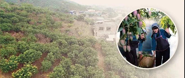 10.少年文秀成长的地方百色市田阳区是壮族聚居之.jpg 10.少年文秀成长的地方百色市田阳区是壮族聚居之.jpg